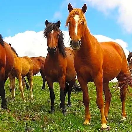 Sao Cristovao Nature Country Montalegre